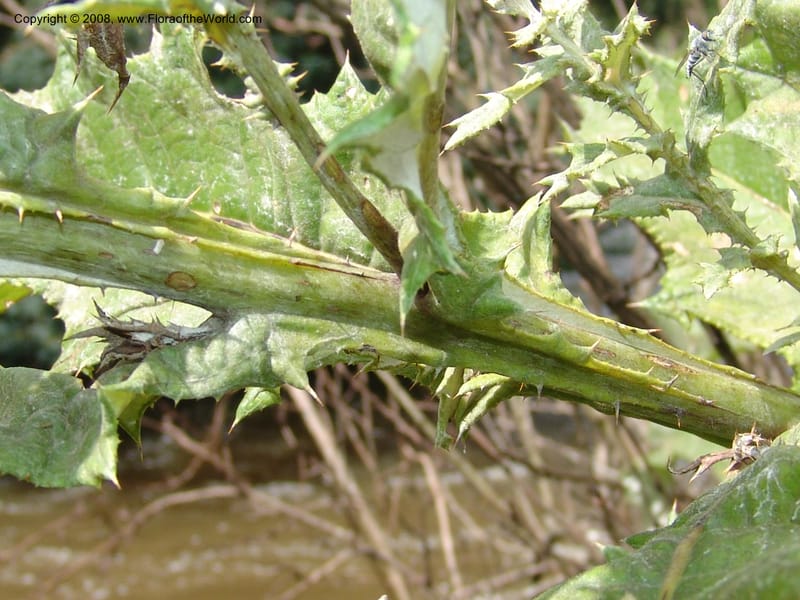 Berkheya--So.Africa. KZN. Midl. Meand. Granny Mouse. 13 Mch 05. 082.jpg