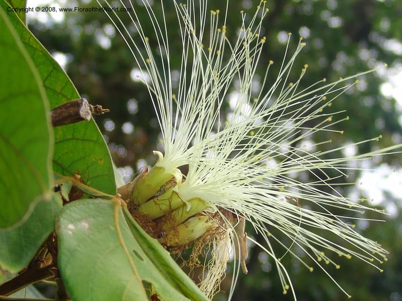 Inga ingoides, AAraujoM1566--Bolivia. Pq. Nac. Madidi. Laguna Chalalan. 26 Nov 04. 160.jpg