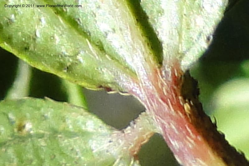 Brachyotum alpinum, Ulloa 2084--Ecuador. P. N. Sangay. 6 June 2011. 309 (12).jpg