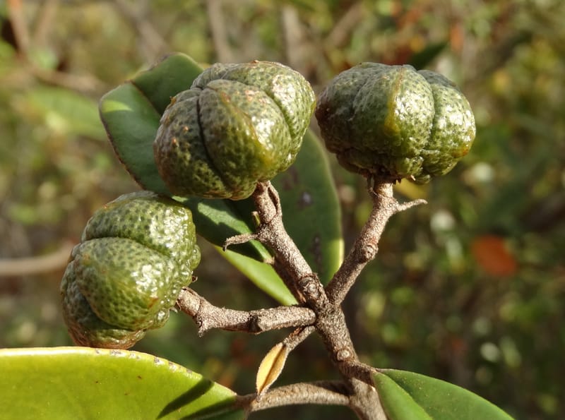 Myrtopsis, Lowry, P 7378--New Caledonia. Mont Dzumac. 12 Nov 2015. DSC01563 (630).JPG