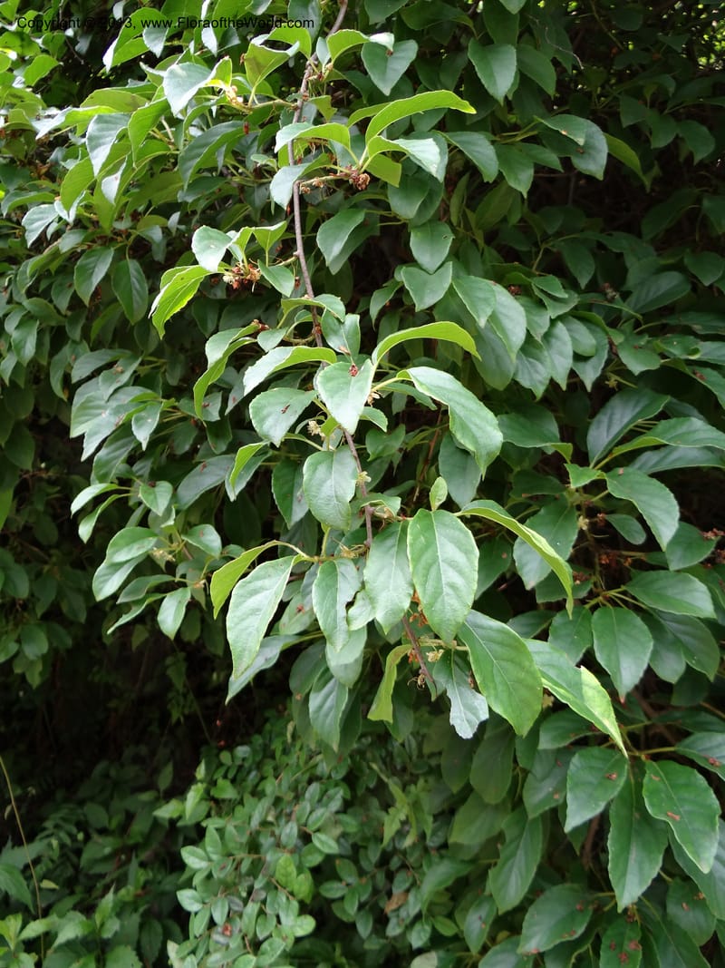 Actinidia callosa var. discolor, Li Pan 1205270--China. Zhejiang Prov. Shunxi Village. 28 May 2012. DSC00347 (102).JPG