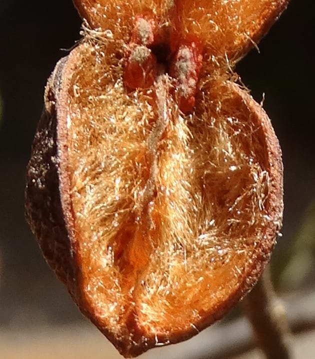 Lepidocupania lepidota, Callmander, M 1239--New Caledonia. Mont Dzumac. 12 Nov 2015. DSC01563 (349).JPG