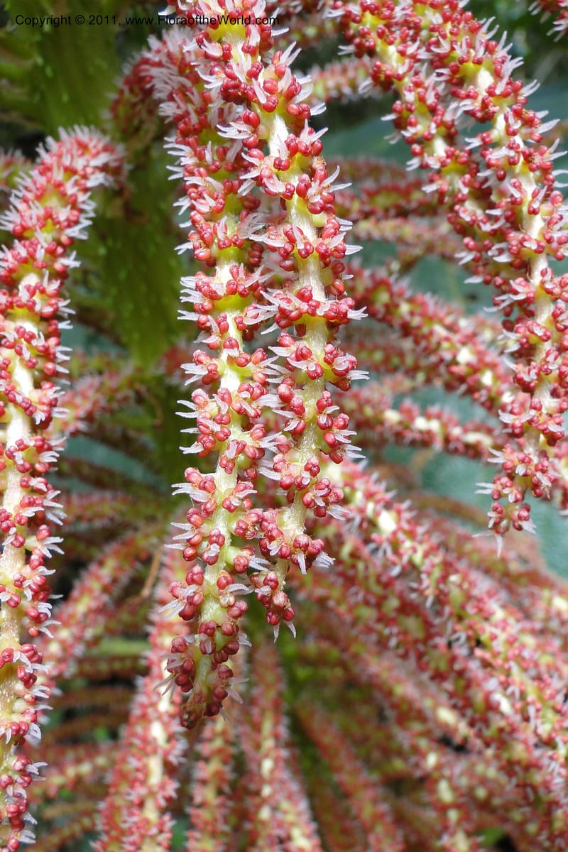 Gunnera brephogea, Ulloa 2180--Ecuador. Pichincha. Reserva Yanacocha. 11 Jun 2011. 311 (26).jpg