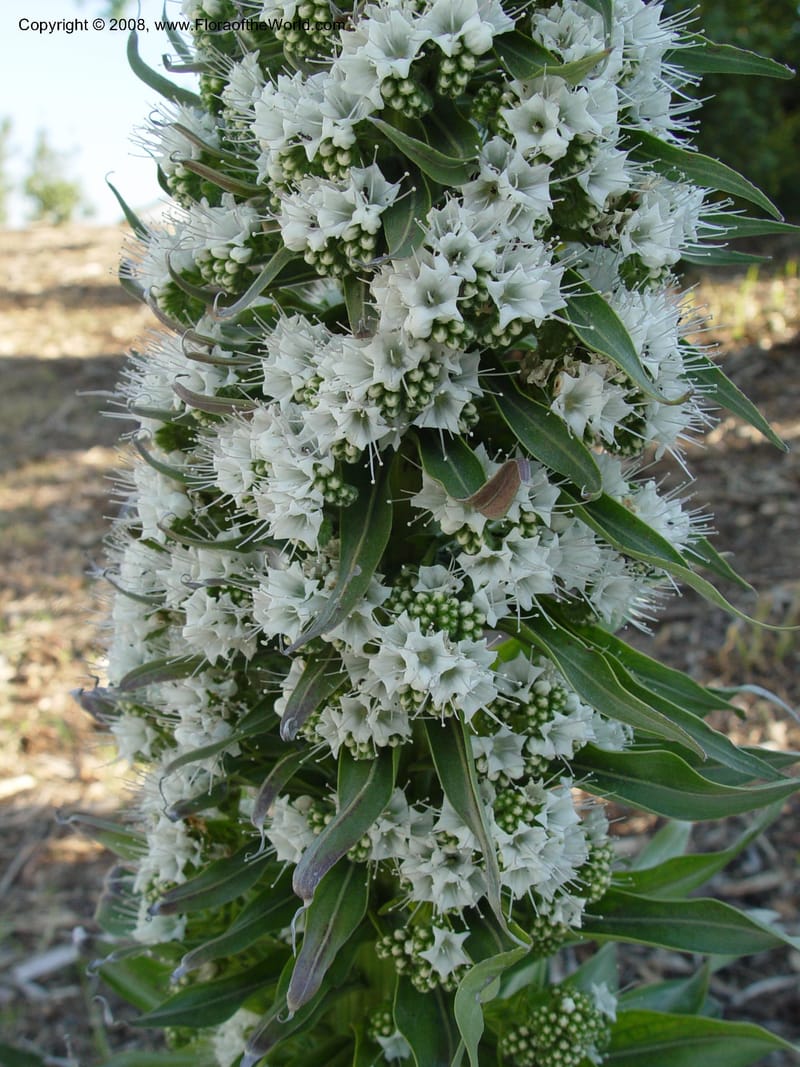 Echium simplex--Spain. Barcelona Botanic Garden. 21 Apr 04. 041.jpg