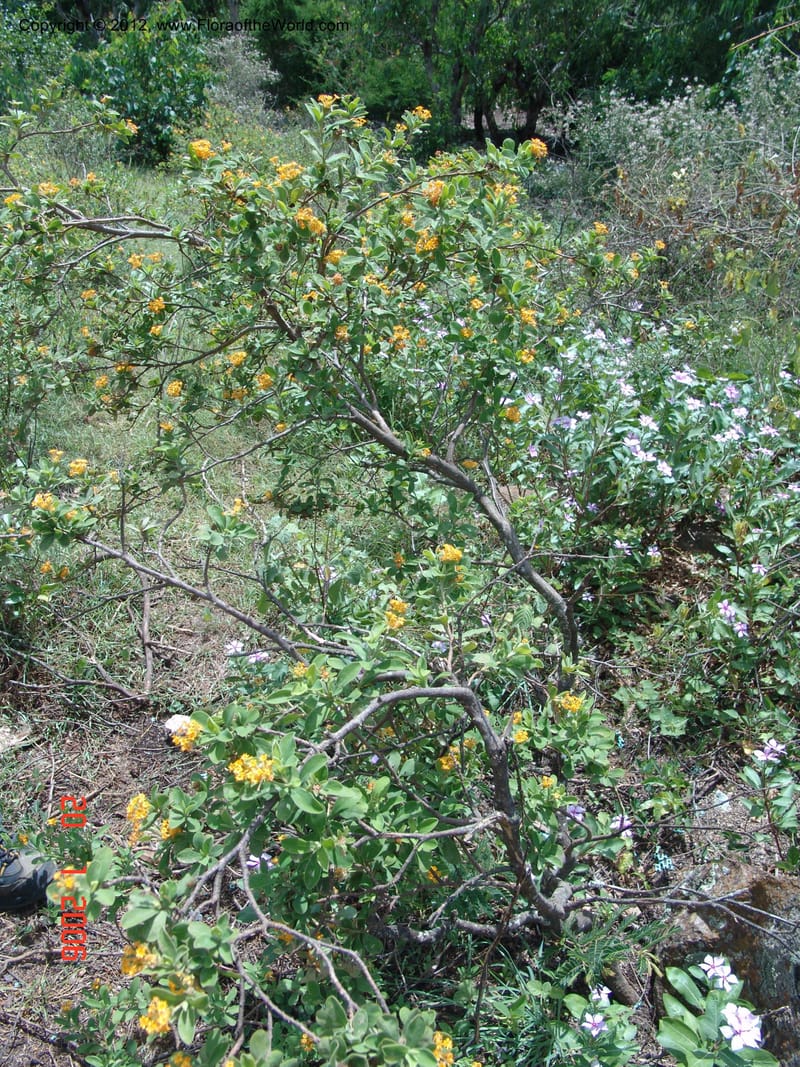 Gnidia daphnifolia , Rogers, Z 906-Madagascar, 20 Jan 2006 029 (30).jpg