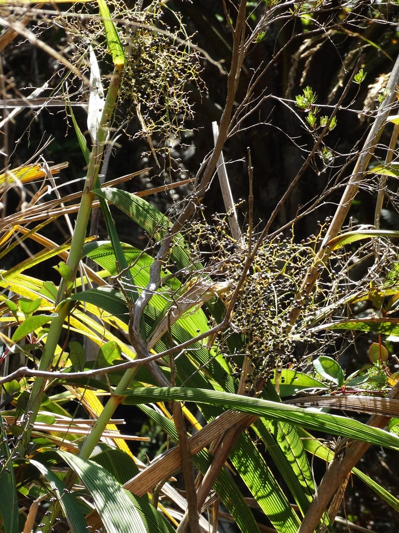 Joinvillea, Callmander, M 1274--New Caledonia. PinPin. 20 Nov 2015. DSC03938 (374).JPG