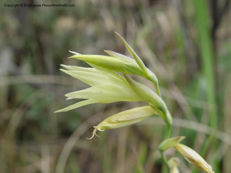 Gladiolus longicollis--So. Africa. Drakensberg Mts. Giant's Castle. 4 Oct 03. 040.jpg