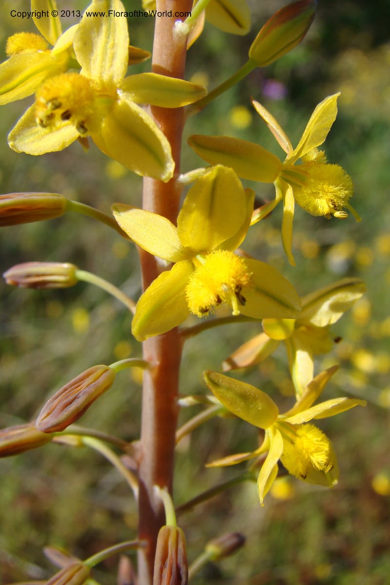 Bulbine praemorsa, C. Davidson 11582--South Africa. Northern Cape. Papkuilsfontein. 26 Aug 09. 242 (15).jpg