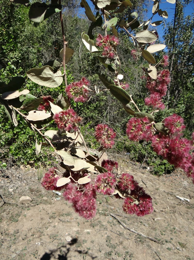 Proustia pyrifolia, WDS 34170--Chile. E of San Clemente. 21 Feb 2013.  (18).JPG