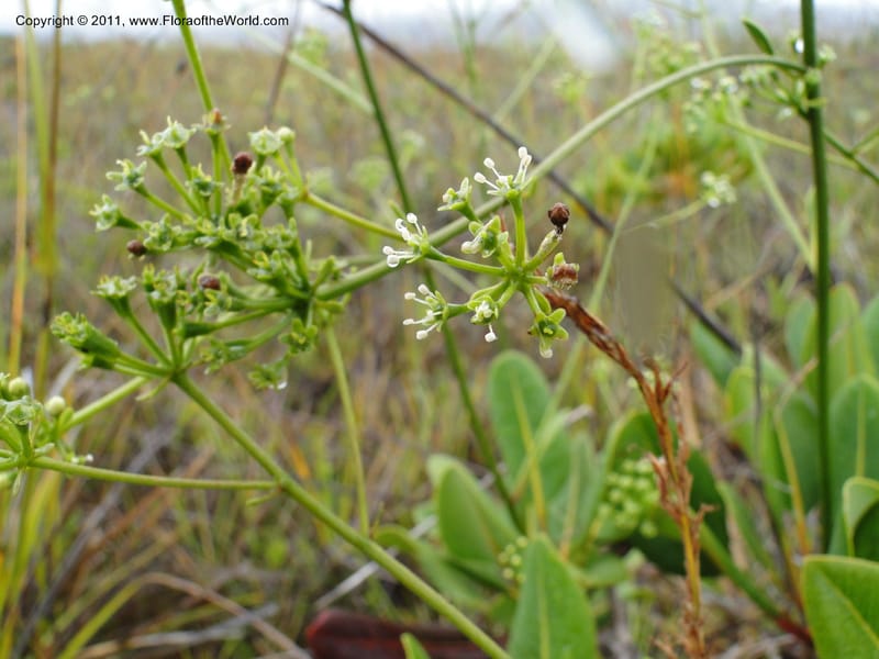 Myodocarpus, P. Lowry 7188--New Caledonia. Plaine des Lacs. NW of Grand Lac. 21 Jan 2010.1580 (6).JPG