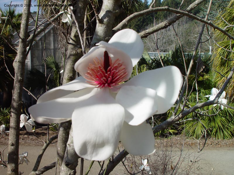 Magnolia campbellii. 74.1076--CA. UC Berkeley Bot. Gard. 10 Feb 03. 015.jpg
