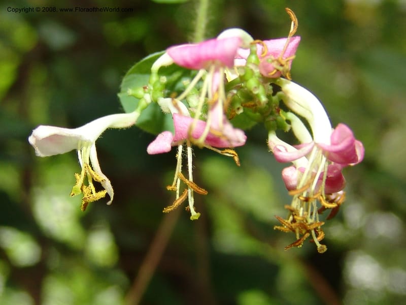 Lonicera hispidula v. vacillans, CDavidson11065--CA. Shasta Co. Lake Shasta. Waters Gulch Trail. 5 Jun 07. 194.jpg