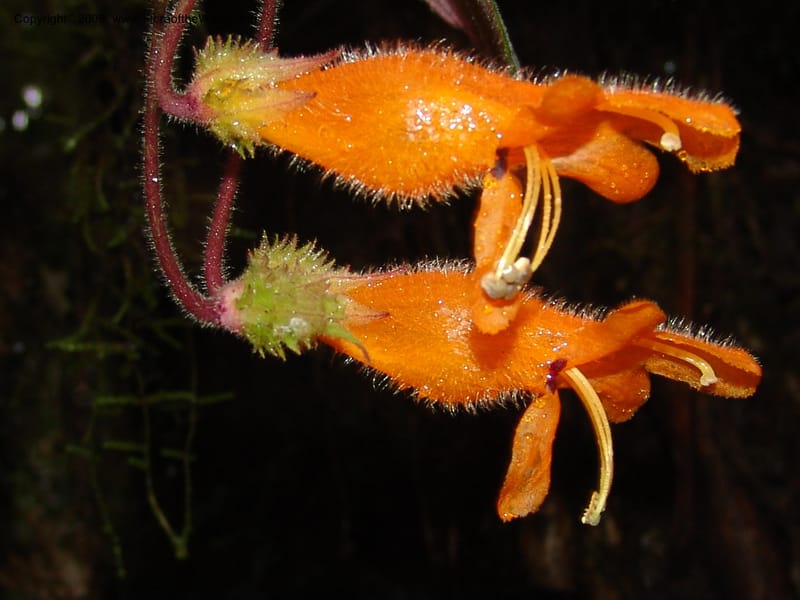Columnea, Croat94580--Ecuador. Prov. Pichincha. Reserva Bellavista. 14 Feb 05.  153.jpg