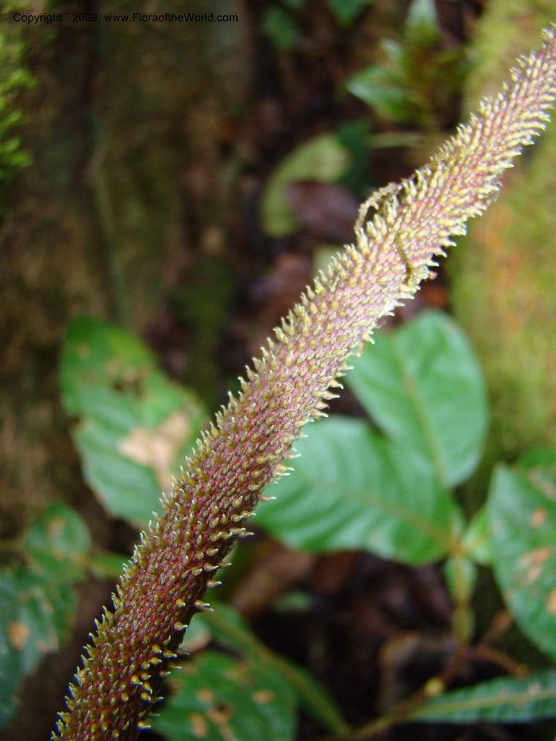 Peperomia hernandifolia, WDStevens27264--Nicaragua. Matagalpa. Cerro Picacho at Selva Negra. 16 Jun 08. 021.jpg
