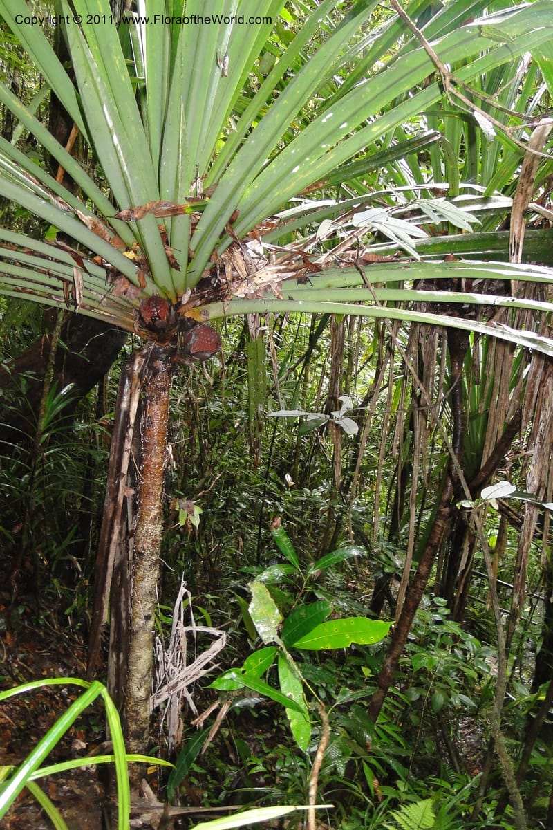 Pandanus joskei. M. Callmander 959--Fiji. Colo i Suva Forest Park. 8 Feb 2011. 024 (4).jpg