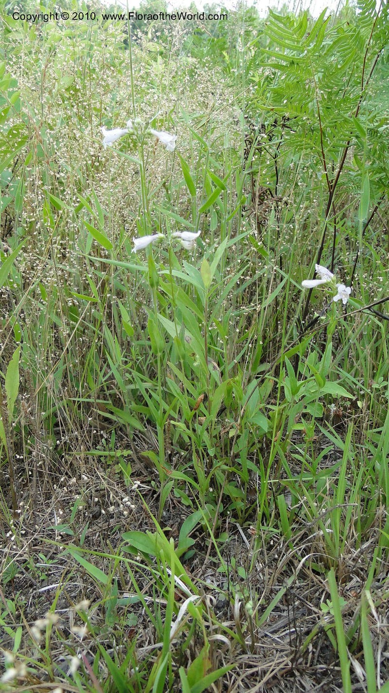 Penstemon laevigatus, Mori 27407--North Carolina. Pender Co. Hwy 117. Burgaw. 21 May 2010. 180 (19).jpg