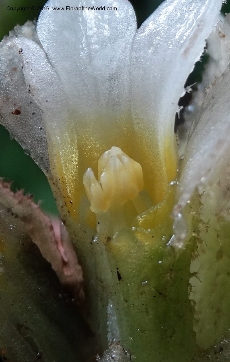 Pentaphragma cyrtandriforme, Davidson, C 12738--Sabah. Mt. Kinabalu. Bundu Tuhan Trail. 11 Oct 2014. DSC04153 (104).JPG