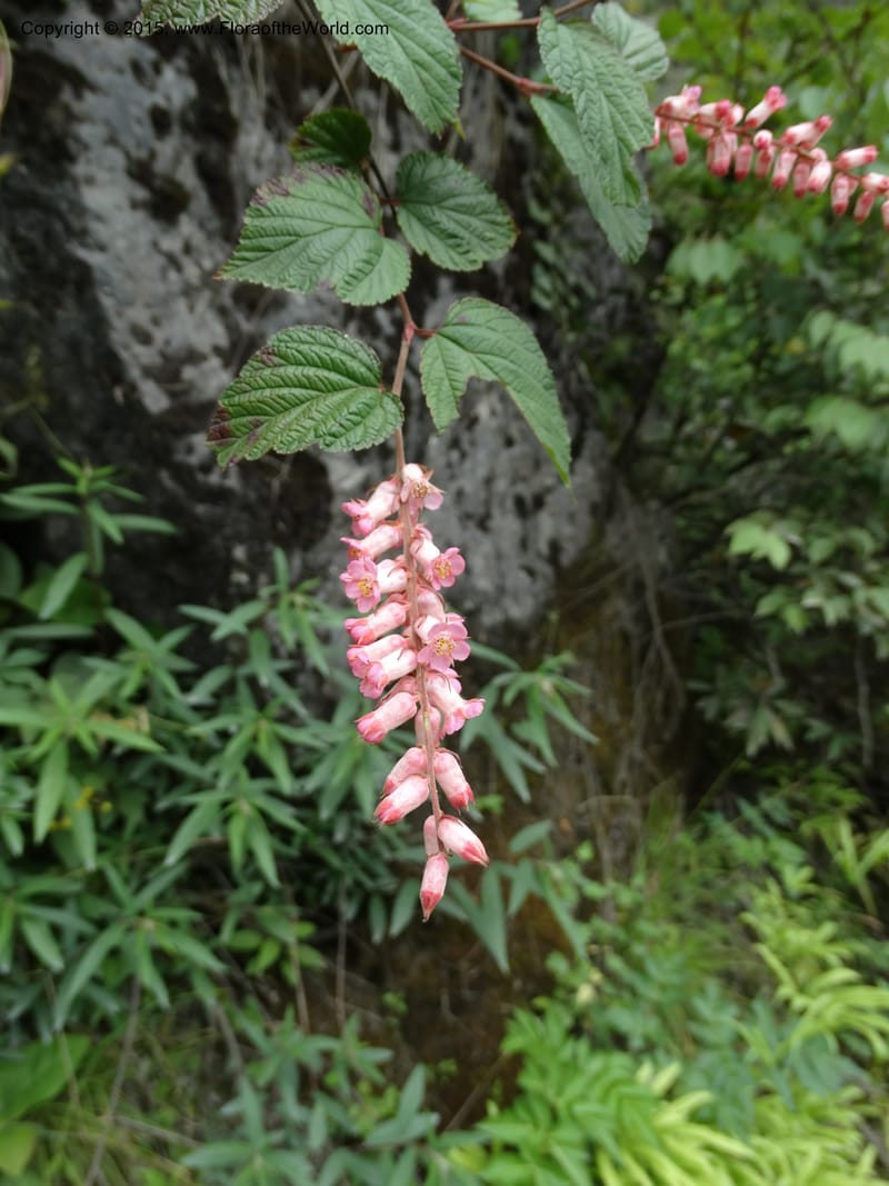 Neillia thibetica, Boufford, D 43710--China. Sichuan. LongDongZhen on Rd. to LeiYuan Shan. 13 May 2014. DSC05860 (6).JPG