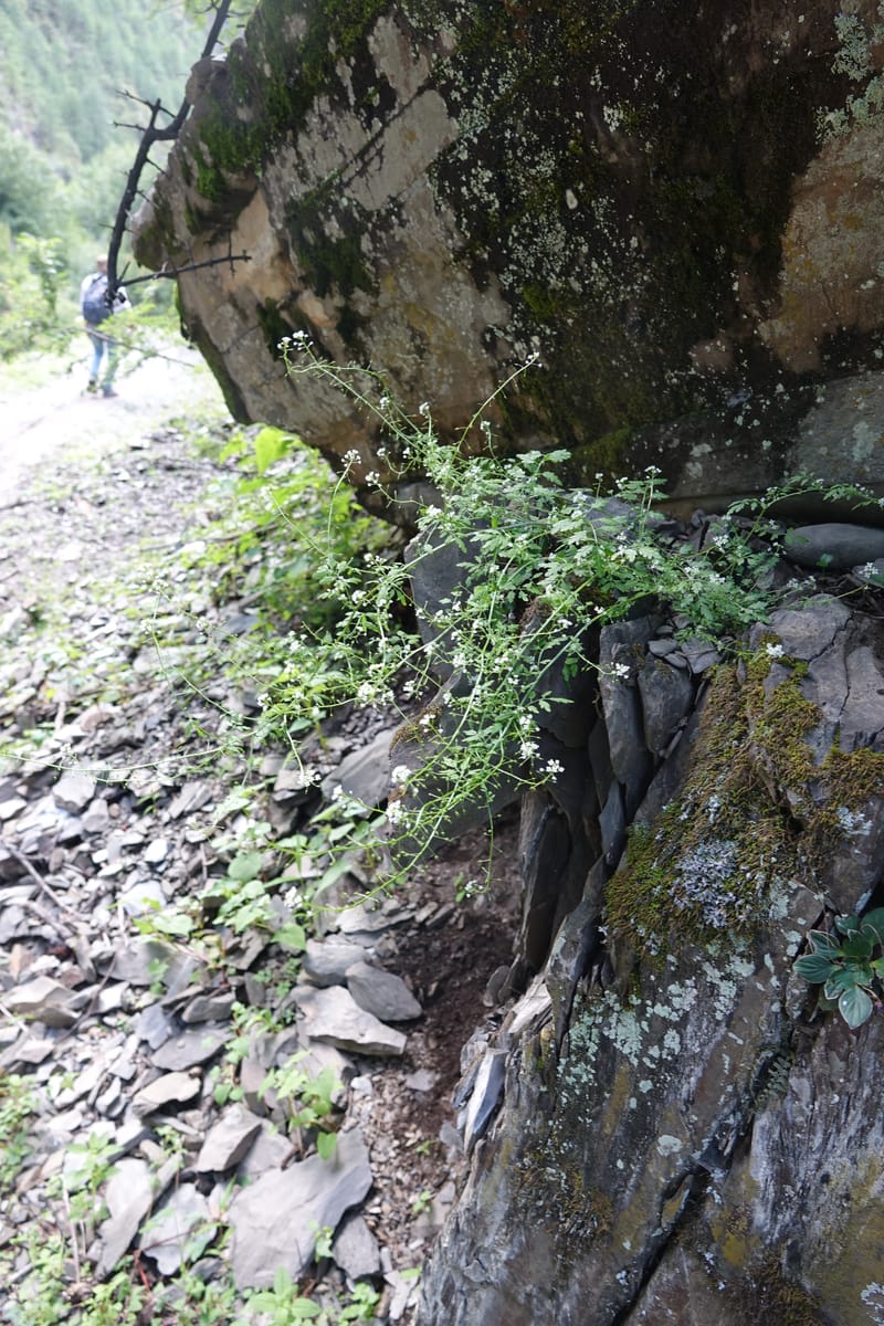 Yinshania acutangula subsp. wilsonii, C. Davidson 13755--China. Sichuan. Yibailingba-gou. 12 Aug 2017. DSC04660 (676).JPG
