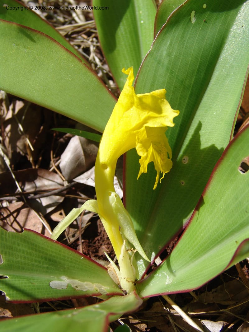 Costus, GSimon1492--Tanz. Ulanga Dist. Miombo. Ca. 10 km N of Mahenge. 18 Feb 06. 487.jpg