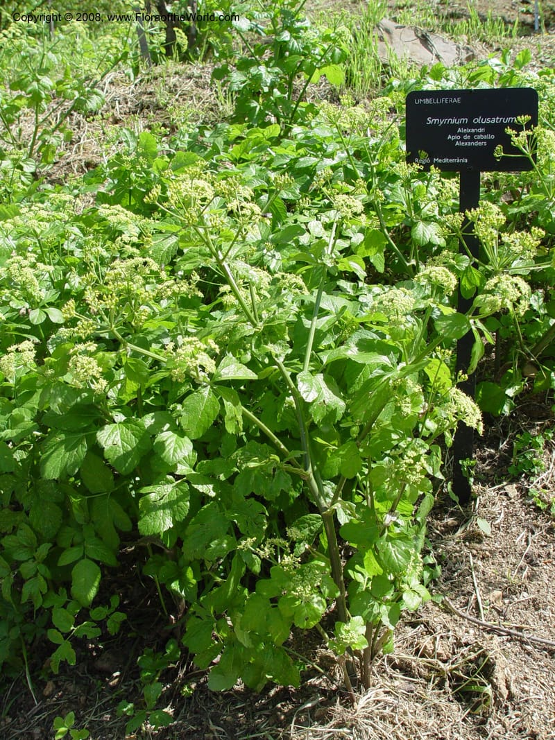 Smyrnium olusatum--Spain. Barcelona Botanic Garden. 19 Apr 04. 046.jpg