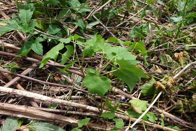 Ranzania japonica--Japan. Myoko Kenmin-no-mori. Hiuchiyama Trial. 27 May 2016.  (168).JPG