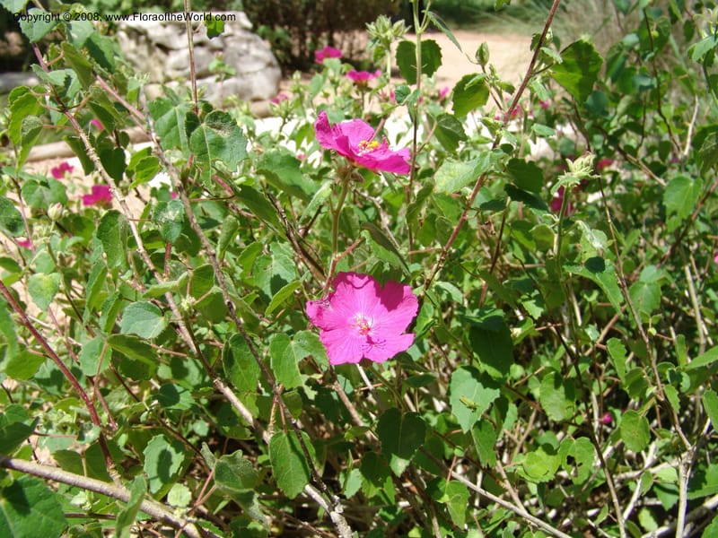 Pavonia lasiopetala--TX. Johnson Wildflower Center. 13 Jun 04. 010.jpg