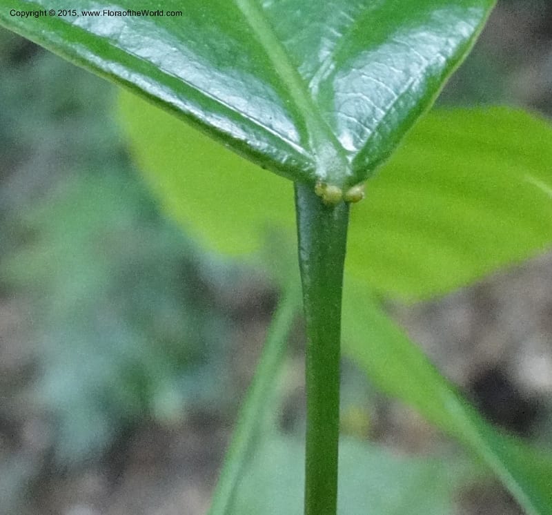 Cleidion, Regalado 1838--Viet Nam. Bach Maa. 9 May 2011. 058 (15).jpg