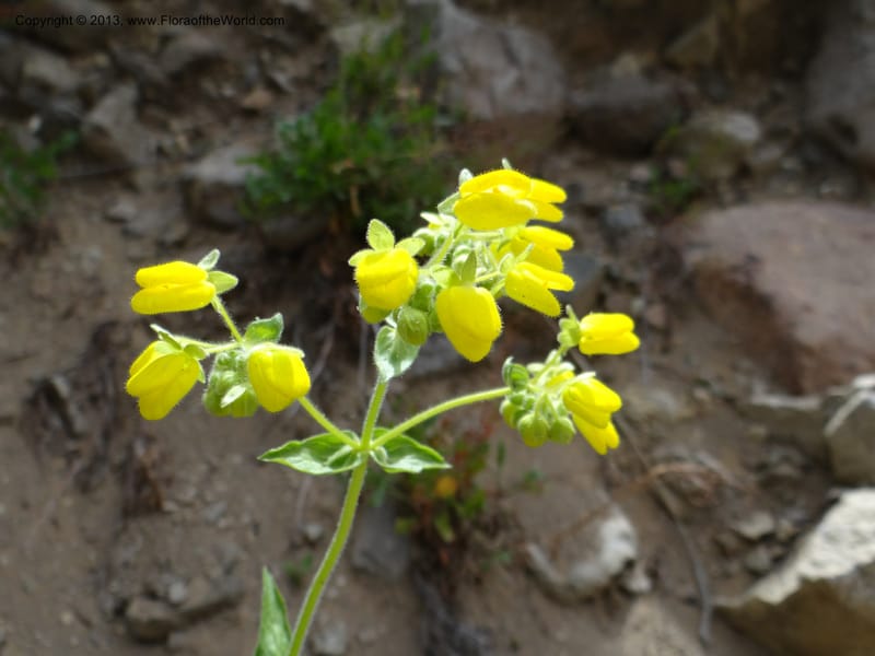 Calceolaria, WDS 34221--Chile. Cta 115. 11.5 km W of La Laguna. 22 Feb 2013. DSC02736 (44).JPG