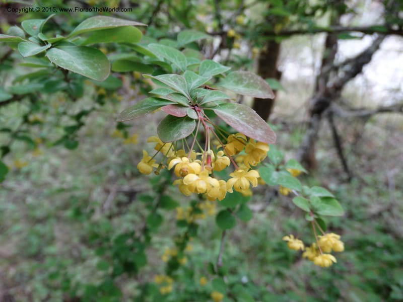 Berberis, Boufford, D 43610--China. Sichuan. ShaShiDuo. 8 May 2014. DSC04232 (205).JPG