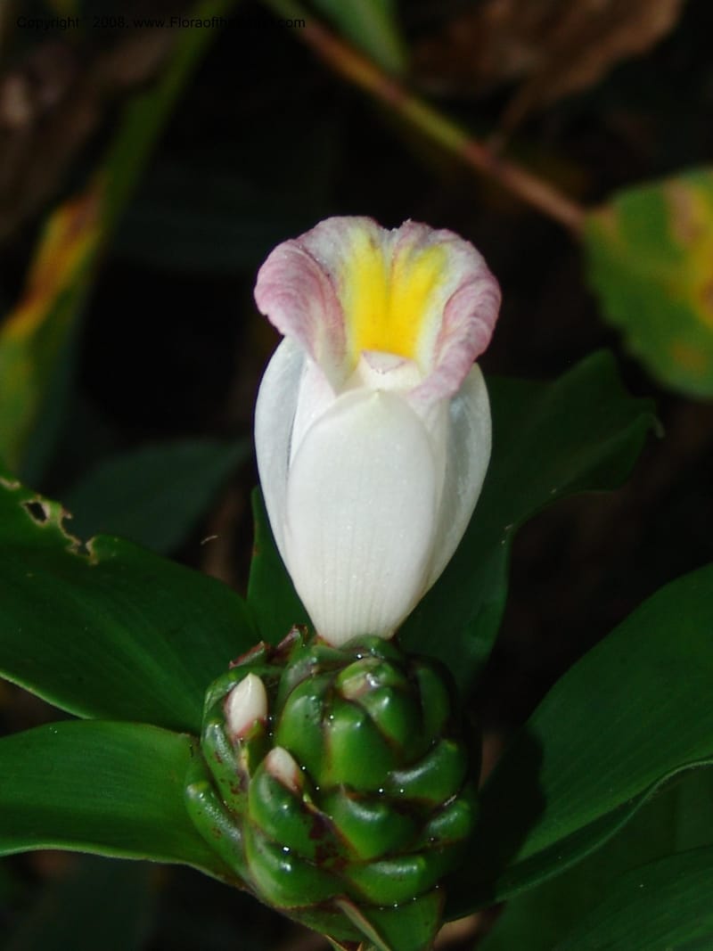 Costus, GSimon, 1456--Tanz. Mzelezi F. Res. S of Mbangayao Sch. 13 Feb 06. 006.jpg