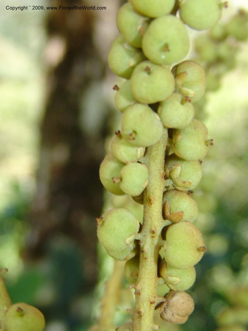 Clethra, Croat94765--Ecuador. Prov. Carchi. El Chical, twd El Carmen. 17 Feb 05. 036.jpg