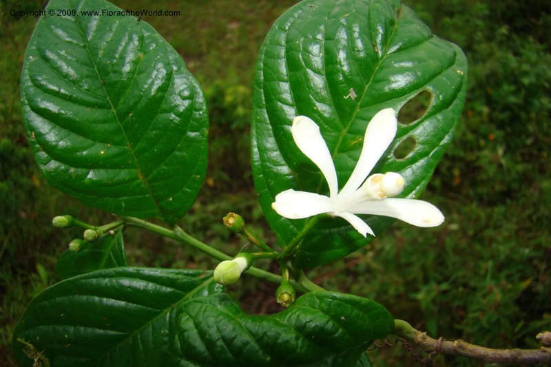 Turraea, WKindeketa2993--Tanz. Rungwe Distr. Rungwe For. Res. 24 Jan 08. 268.jpg