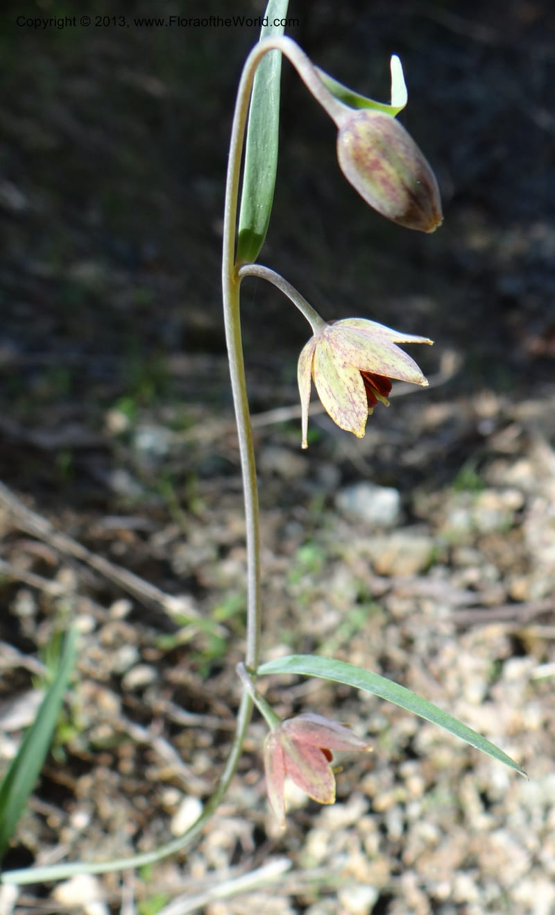 Fritillaria atropurpurea, Davidson, C 12131--USA, California, Nevada Co. 19 Apr 2013  0079 (25).JPG