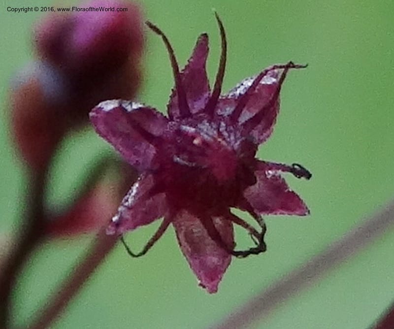 Sciaphila, Davidson, C 12754--Sabah. Hampuan FR. 13 Oct 2014. DSC04689 (166).JPG