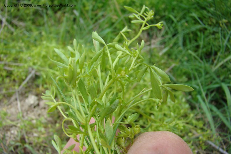 Floerkea proserpinacoides, C. Davidson 11326--Idaho. Elmore Co. Black's Cr. Rd. 1 May 2009 185.jpg