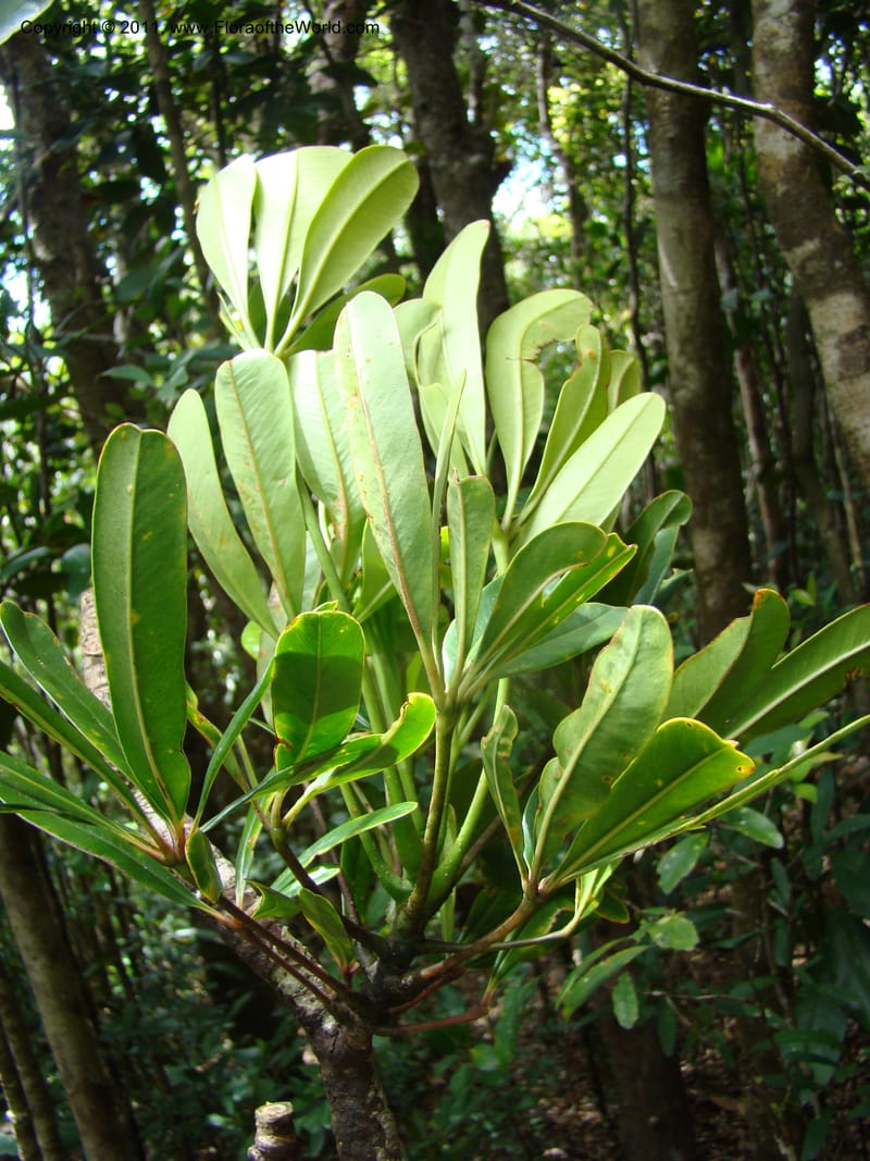 Plerandra baillonii,  Lowry, P. P 6889--New Caledonia, Prov N, Col d'Amoss,  14 Nov 2007, DSC06665 (10).jpg