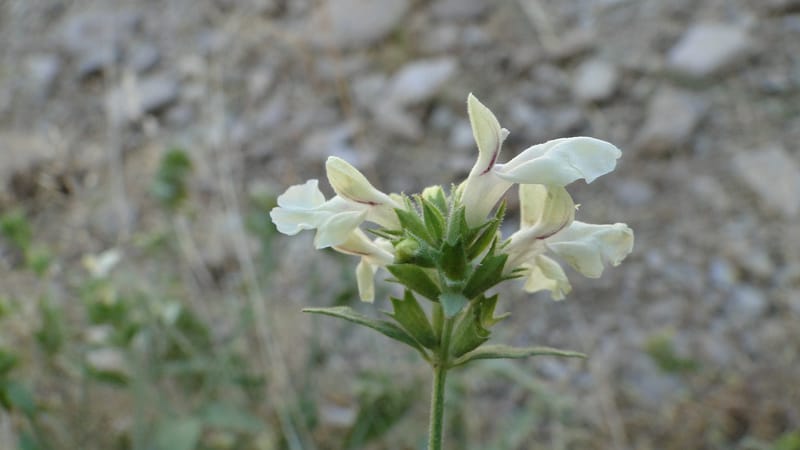 Stachys ballotiformis, A. G. Miller 132.11--Iraq. Kurdistan. Shakh-i Pira Magun. Gueza Khan. 11 June 2010. 089 (11).jpg