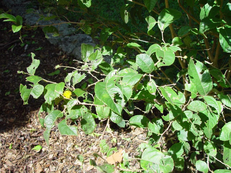 Banara vanderbiltii--FL. Fairchild Tropical Gard. 8 Apr 03. 096.jpg