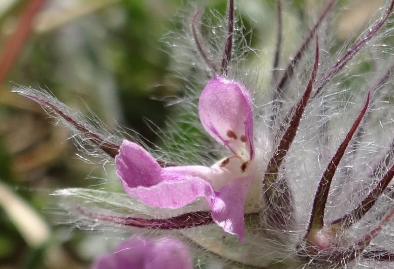 Stachys lavandulifolia--Iraq. Kurdistan. Shakh-i-Pira Magrun. 25 May 2013. DSC05267 (100).JPG