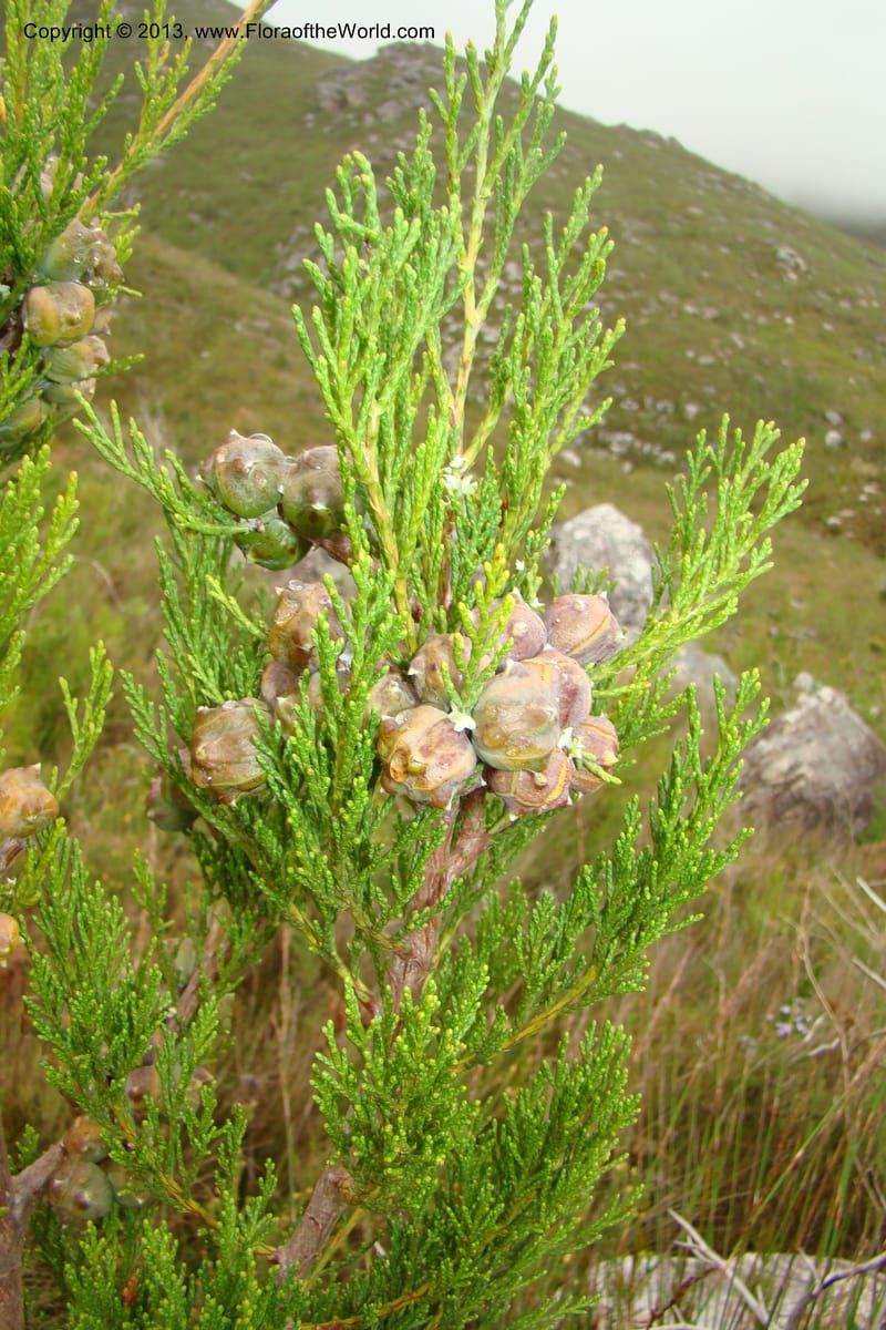 Widdringtonia nodiflora, C. Davidson 11500--South Africa. Marloth Nat. Res. Langeberg Mts. 22 Aug 09. 097 (5).jpg