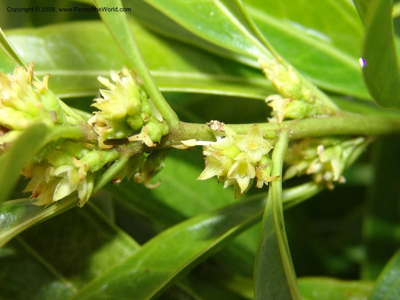 Sarcococca hookeriana v. humilis--CA. San Francisco Botanical Garden (Strybing Arb.). 30 Mch 06. 084.jpg