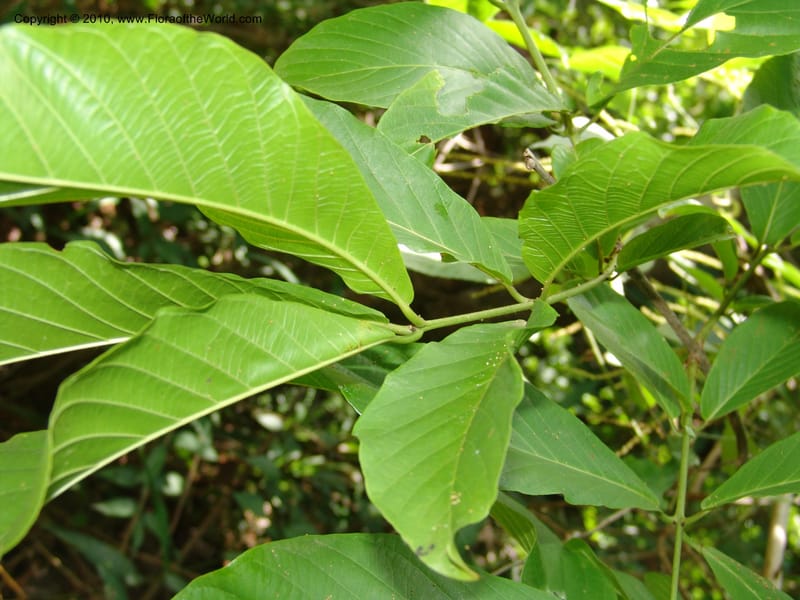Combretum, R. Gereau 6806--Tanz. Ulanga Distr. Mbangayao Sch. 12 Feb 06.283 (6).jpg