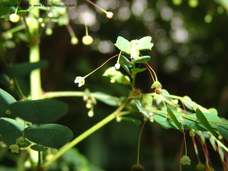 Phyllanthus, R.Gereau6835--Tanz. Mzelezi For. Res.  Mahenge-Sali. 14 Feb 06. 390.jpg