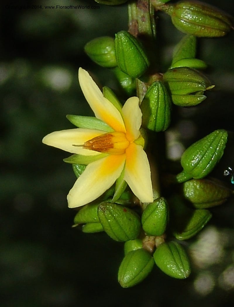 Campylospermum elongatum, Leal, M 1156--Gabon. Prv. Ogooue-Iv. Res. Lope. Fougere Brulee. 19 Apr 06. 032 (1).jpg