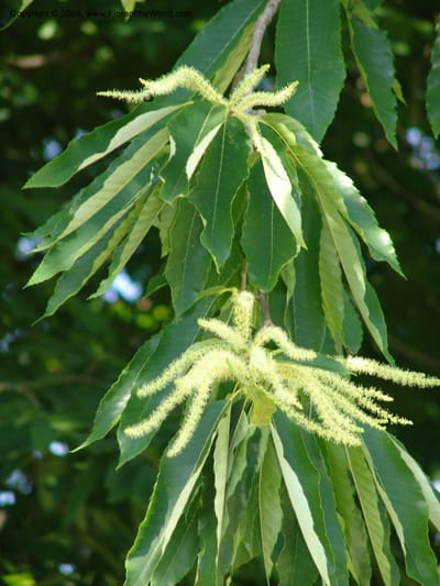 Flowering catkins and toothed leaves on a hanging branch