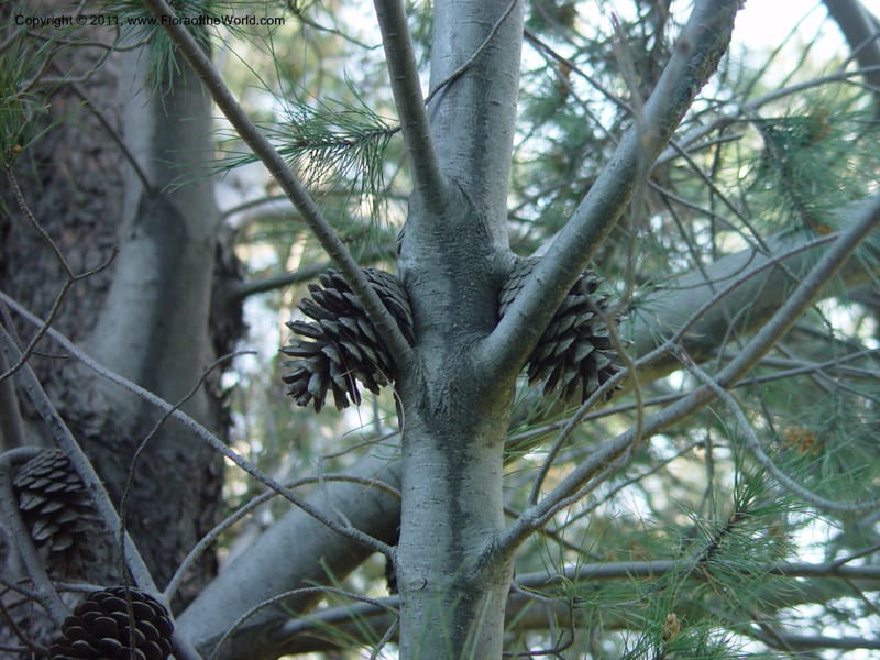 Mature seed cones clinging to a smooth grey pine trunk