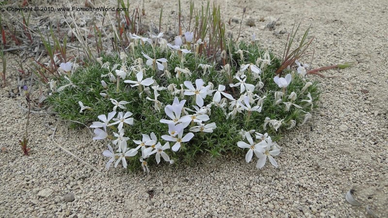 Phlox hoodii, C. Davidson 11744--Idaho.Owyhee Co. Mud Flat Rd. 22 April 2010 107 (118).jpg