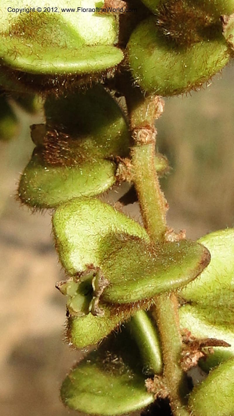 Gouania mauritiana, N. Manjato 155--Madagascar. Mania River. 1 May 2010 076 (12).jpg