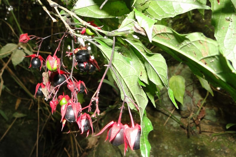 Clerodendrum, Regalado 1866--Viet Nam. Thac Kazan waterfall. 10 May 2011. 211 (2).jpg